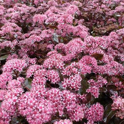 Sedum 'Möhrchen' - 