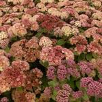 Sedum 'Moonlight Serenade' - 