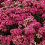 Sedum 'Mr Goodbud' - 