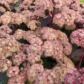 Sedum 'Orange Xenox'