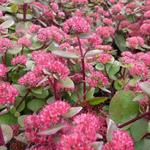 Sedum telephium 'Red Cauli' - 