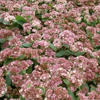 Sedum 'Stewed Rhubarb Mountain'