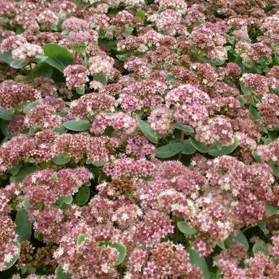 Sedum 'Stewed Rhubarb Mountain' - 