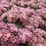 Sedum 'Strawberries and Cream' - 