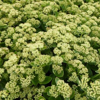 Sedum 'Sunkissed' - Sedum 'Sunkissed'