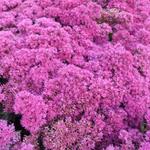 Sedum telephium 'Thunderhead' - 