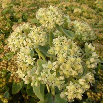 Sedum 'Yellow Xenox'