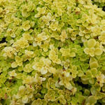 Sedum makinoi 'Ogon' - 