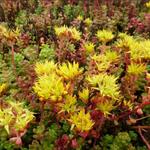 Sedum oreganum - Oregon-Fetthenne