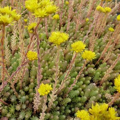 Sedum reflexum - Felsen-Fetthenne