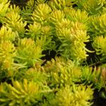 Sedum reflexum 'Angelina' - 