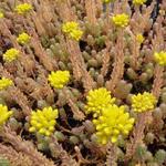 Sedum reflexum 'Blue Spruce' - 