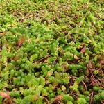 Sedum sexangulare - Milder Mauerpfeffer