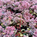 Sedum sieboldii 'Mediovariegata' - 