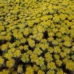 Sedum spathulifolium 'Cape Blanco'