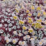 Sedum spathulifolium 'Purpureum'  - 