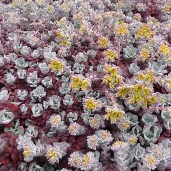 Sedum spathulifolium 'Purpureum'