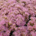 Sedum spectabile 'Carmen' - 