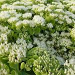 Sedum spectabile 'Iceberg' - 