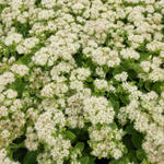 Sedum spectabile 'Stardust' - 