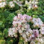 Sedum spurium 'Album Superbum' - 