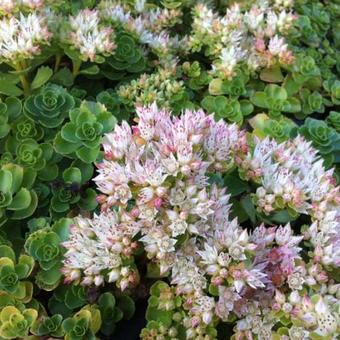 Sedum spurium 'Album Superbum'