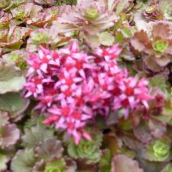 Sedum spurium 'Fuldaglut'