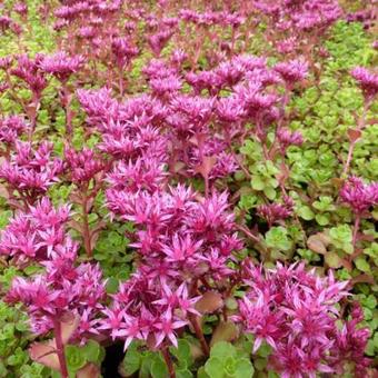 Sedum spurium 'Schorbuser Blut'