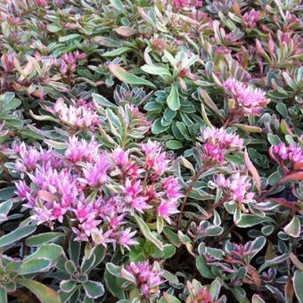 Sedum spurium 'Variegatum'