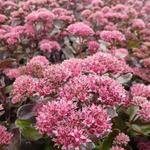 Sedum telephium 'El Cid' - 