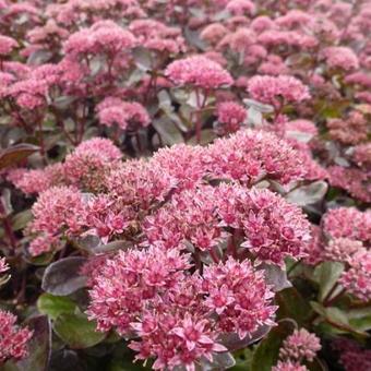 Sedum telephium 'El Cid'