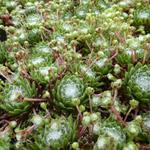 Sempervivum arachnoideum - Spinnweb-Hauswurz