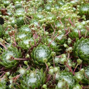 Sempervivum arachnoideum