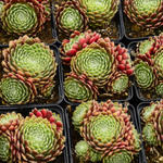 Sempervivum 'Alpha' - 