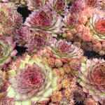 Sempervivum 'Dark Beauty' - Sempervivum 'Dark Beauty'