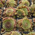 Sempervivum 'Granat' - 