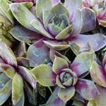 Sempervivum 'Othello' - 