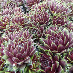 Sempervivum 'Silberkarneol' - Sempervivum 'Silberkarneol'