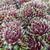 Sempervivum 'Silberkarneol'