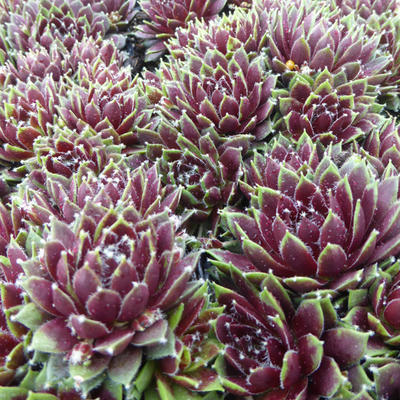 Sempervivum 'Silberkarneol' - 