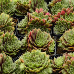 Sempervivum erythraeum 'Velvet Red' - 