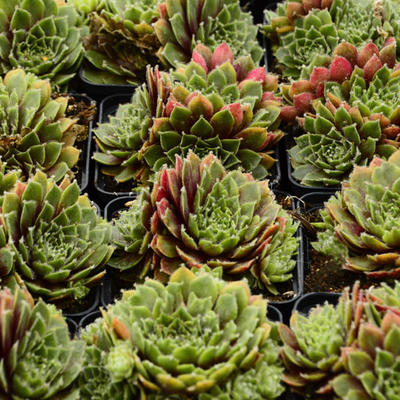 Sempervivum erythraeum 'Velvet Red' - 