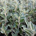 Brachyglottis greyi - 