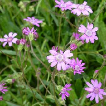 Senecio polyodon