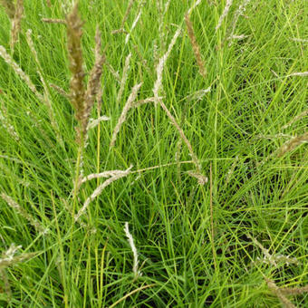 Sesleria autumnalis