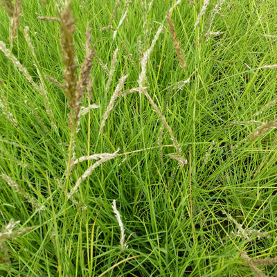 Sesleria autumnalis - SESLÉRIE D'AUTOMNE