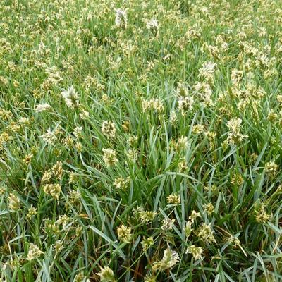 Sesleria caerulea - Kalk-Blaugras