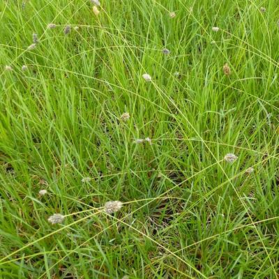 Sesleria heufleriana - Grünes Kopfgras