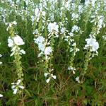 Sidalcea candida - Sidalcea candida