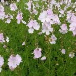 Sidalcea 'Elsie Heugh' - Sidalcea 'Elsie Heugh'